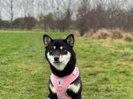 Female Japanese Shiba Inu