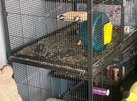 2 female degus with cage