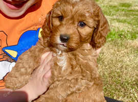 Beautiful Cavapoo girls