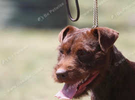 Stud dog patterdale
