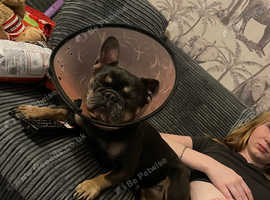 French bulldog