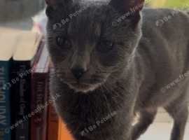 Grey 8 month old