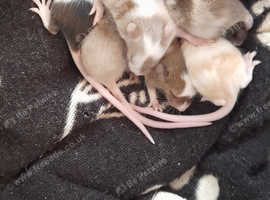 Baby Fancy Mice