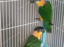 Pair of DNA Caiques