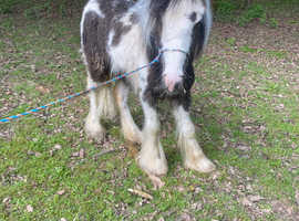 Black and white miniature cob