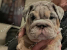 English bulldog puppies for sale