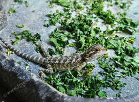 Bearded dragon rescue no fault rehoming