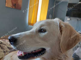Golden Retriever Female 18 months