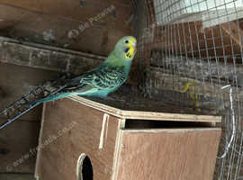 Baby Budgie - Reserve Now