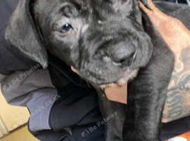 1 female presa canario