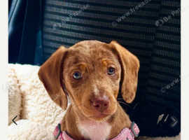 Dapple dachsund for salw