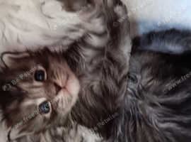 Adorable  full breed  maincoon babies