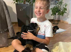 Gorgeous Border terrier boy and girl puppies available for sale