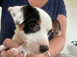 Female jack russell cheap for sale