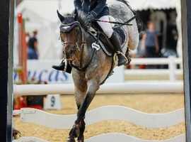 128 show jumper