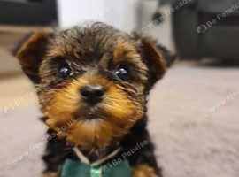 Yorkshire terrier miniature teacup puppies