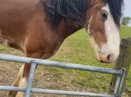 5year old Clydesdale gelding