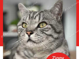 Missing Spotted Silver Tabby