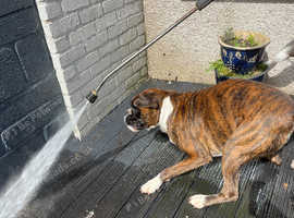 Boxer dogs