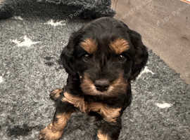 Beautiful cockapoo puppies