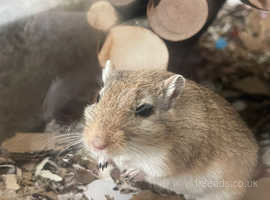 Male Gerbil for re home