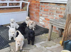 Golden shepherd puppies