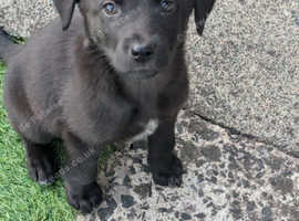 Labrador x pup