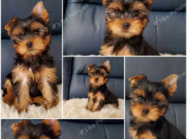 Maltese yorkie rescue cheap