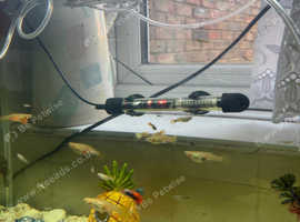 20 Guppy FRY