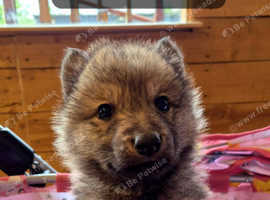 Wolfdog puppies 70/80% grey wolf