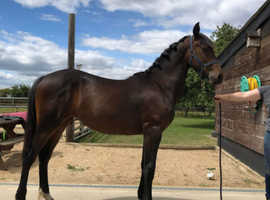 Stunning yearling filly friesian x