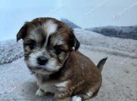 Lhasa Apso Cross Puppies
