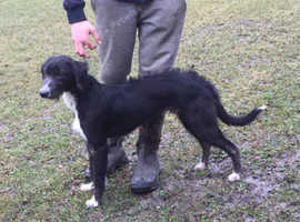 Whippet Lurcher In Luton Dogs Puppies For Sale Rehome Freeads