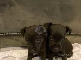 Patterdale puppies