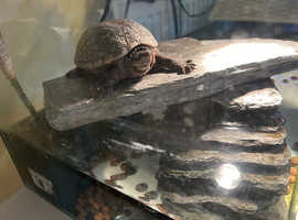 Gary little male musk turtle