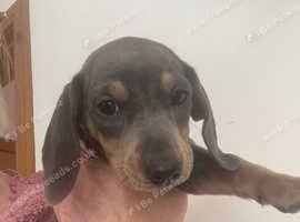Miniature Dachshund pup
