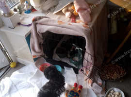 Toy poodle