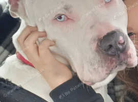 Staffordshire bull terrier mixed puppy