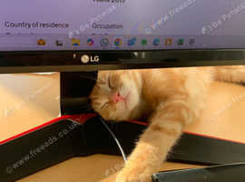 Domestic Shorthair Ginger Cat