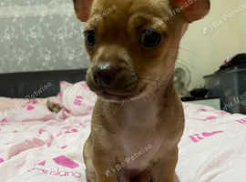 Chihuahua for sale sale north east