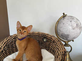 Beautiful TICA Registered Abyssinian Kitten