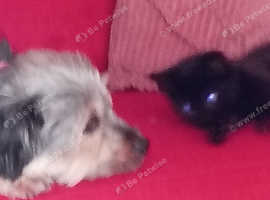 Need good home urgently