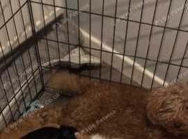 Beautiful toy poodle