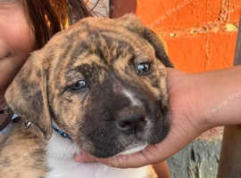 Presa canario