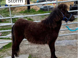 Pedigree Colt Midnight Storm (13 Months, 7.7 Hands)