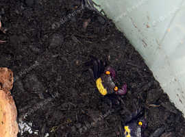 Vampire crabs
