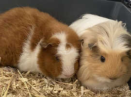 FREE 2 Male Guinea pigs + Accessories. NEED GONE ASAP.