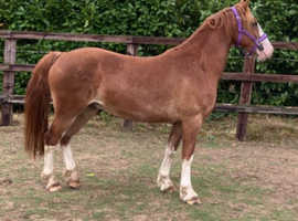 Home Bred 3 Year Old Gelding
