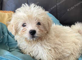 Lhasa apso Shihtzu x pups