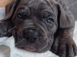 Ready To Leave Now! 2 cane corso pups left PRICE DROP